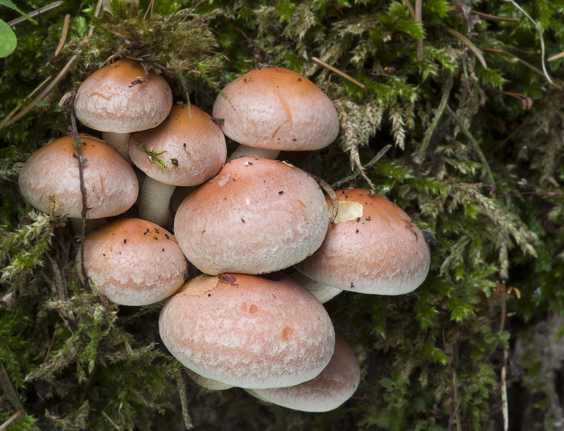 Hypholoma lateritium